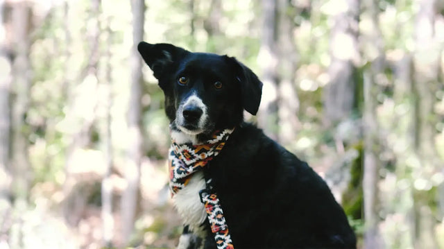 wild barks southwestern collection