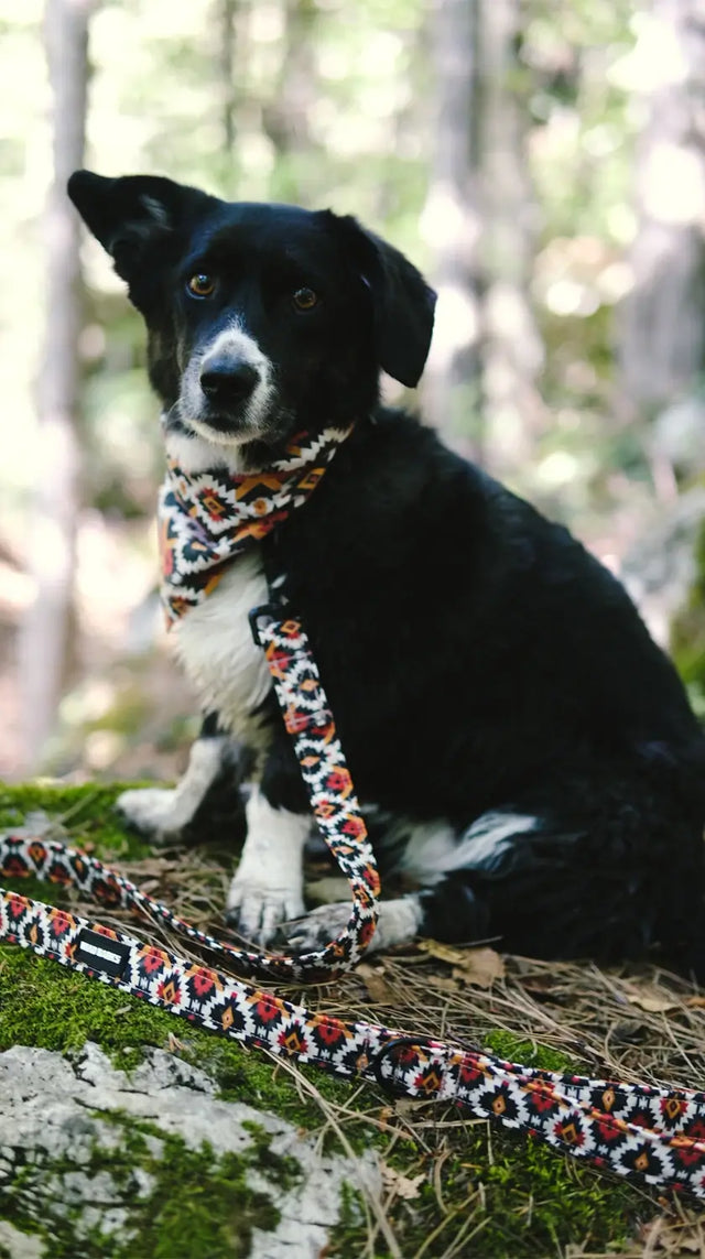 wild barks southwestern collection