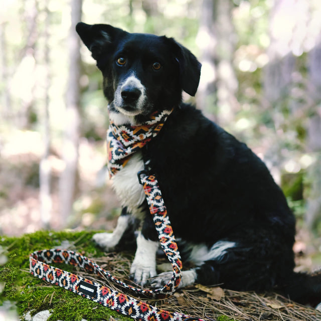 wild barks southwestern dog bandana