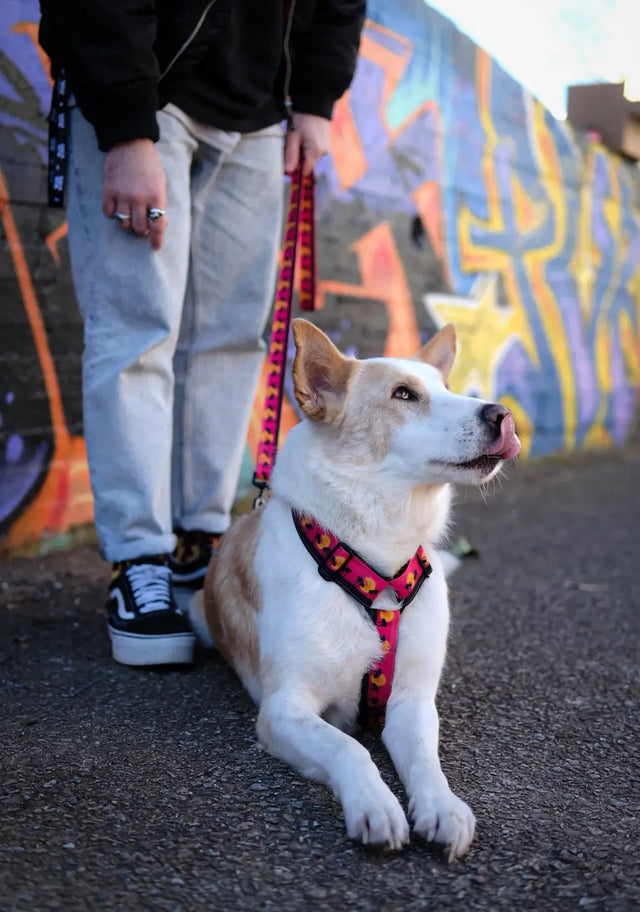 wild barks sunset in california dog harness