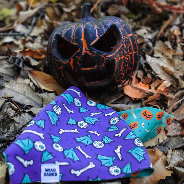 Trick or Treat dog bandana