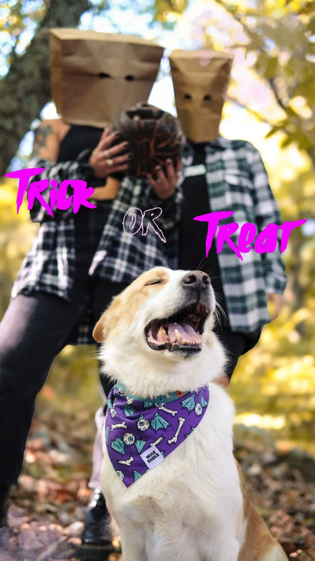 wild barks trick or treat collection