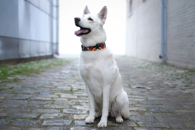 wild barks watercolor leopard