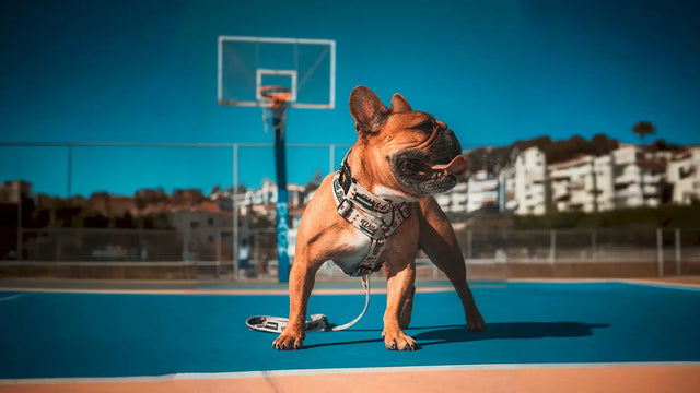 wild barks all-star