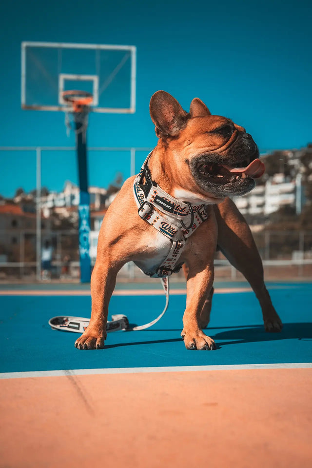 wild barks all-star collection