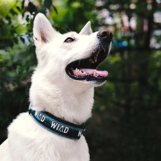 wild barks wild forest dog collar